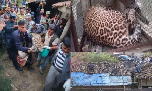चितुवाको आतंक बढेसँगै बर्दियाको गुलरिया  बालापुरका स्थानीय त्रसित भएका छन्